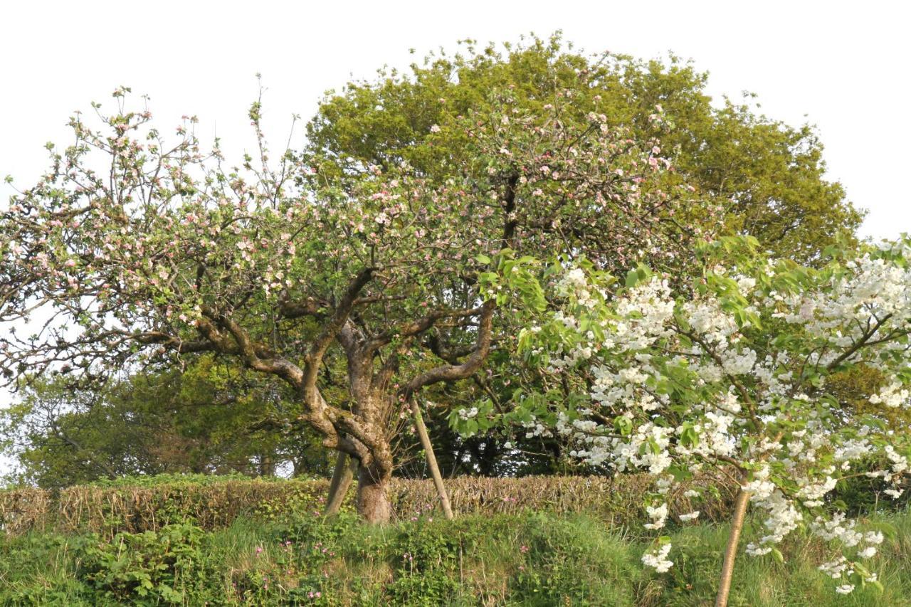Devon Country Paradise 태비스톡 외부 사진